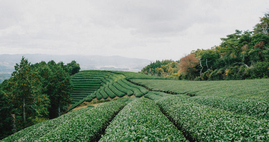 The Future of Materials: Why Plant-Based is the Way Forward